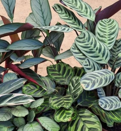 foto de maranta referente ao site de plantas ornamentais