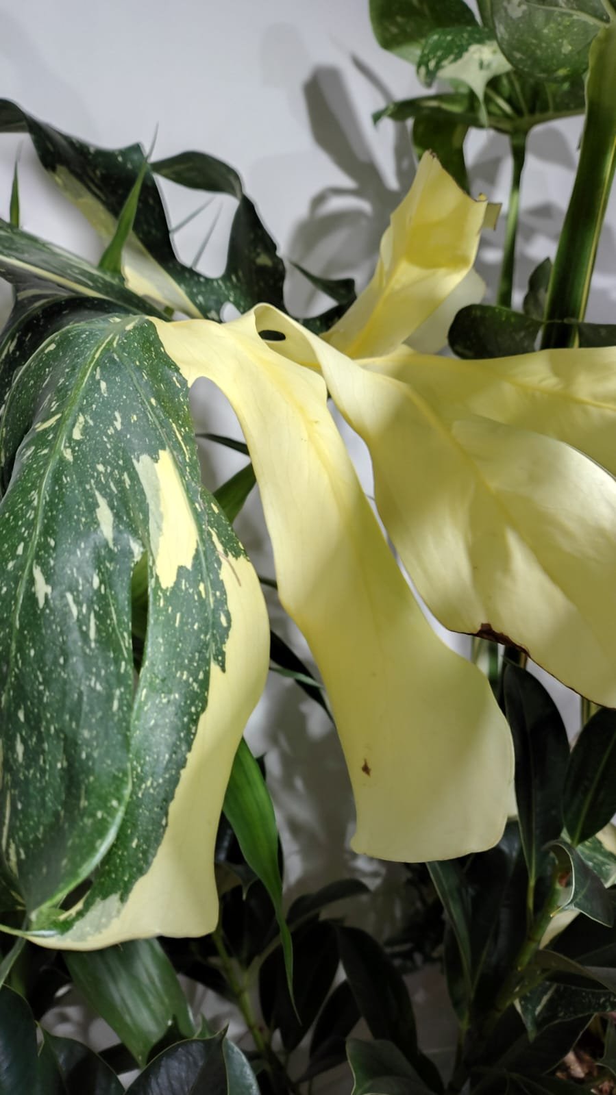 Monstera Thais Constelllation