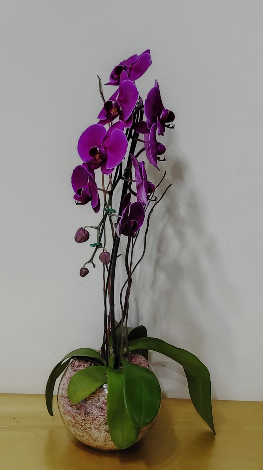 Orquidea Pink Cascata No Aquário
