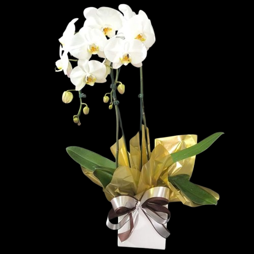 Orquídea Phalaenopsis branca de duas hastes em formato cascata decorada - Floricultura Curitiba.