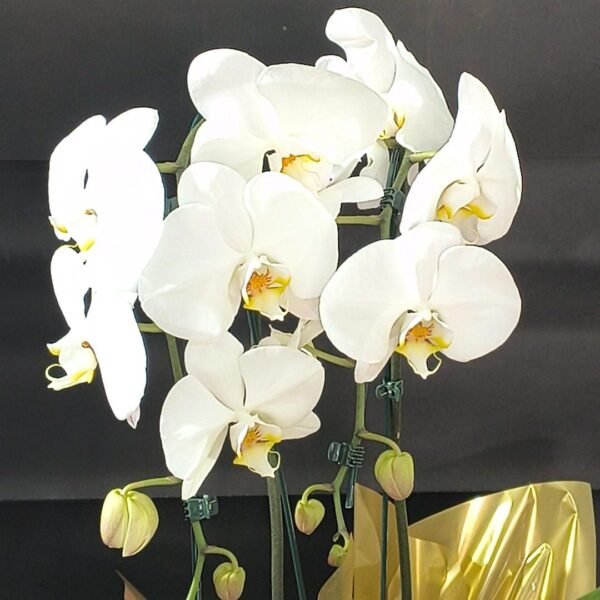 Orquídea Phalaenopsis branca de duas hastes em formato cascata decorada - Floricultura Curitiba.